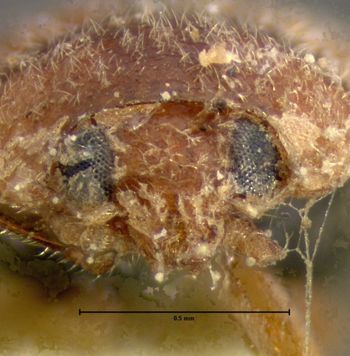 Media type: image;   Entomology 6736 Aspect: head frontal view